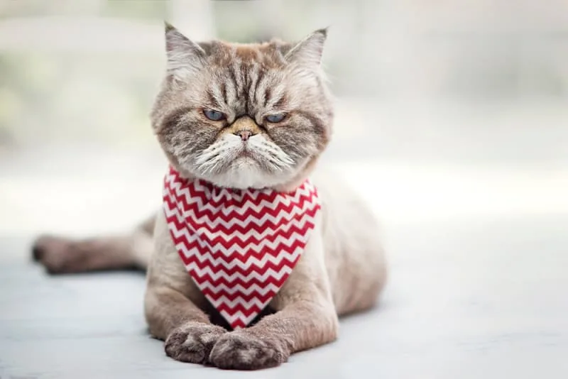 Surgery for Cat Ear Hematomas