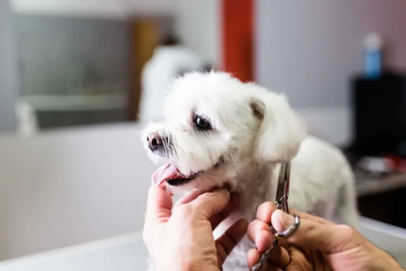 Grooming Puppies: When & How to Do It
