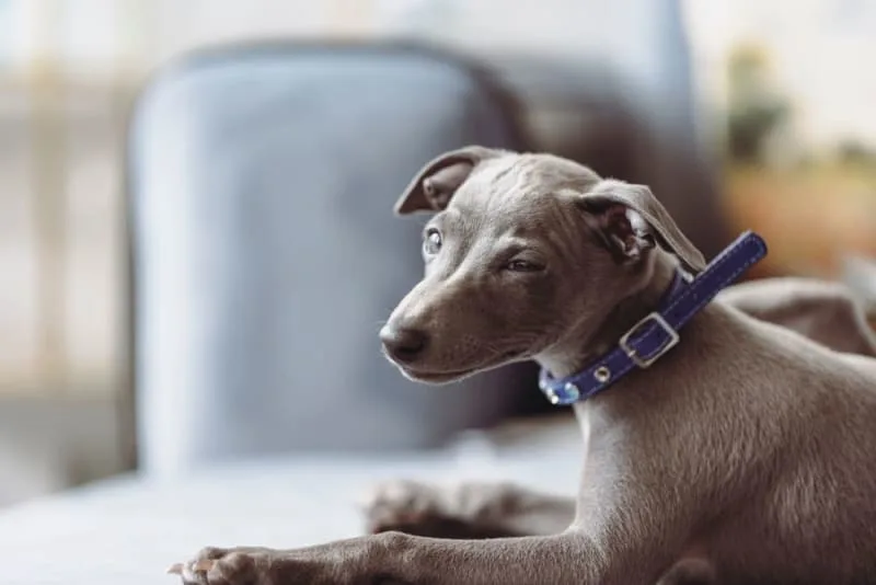 Puppy Vaccination Schedule