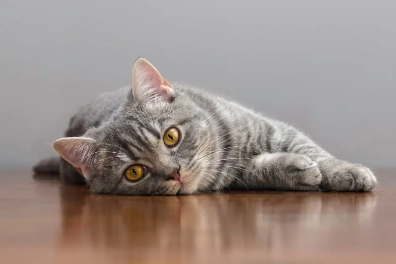 Probiotics for Cats