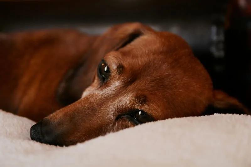 Mitral Valve Disease Dogs