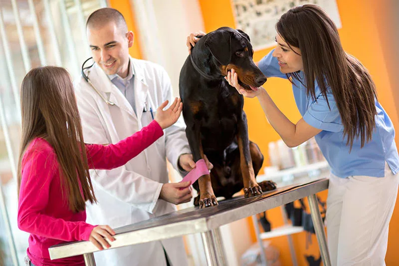 Tick Borne Diseases in California Dogs