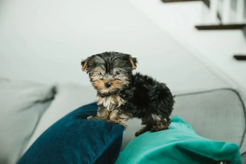 Leaving a Puppy Alone at Home for the First Time