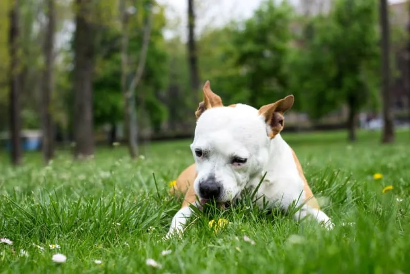 Dogs Eating Grass: Why Do They Do It - Is my Dog Poisoned?