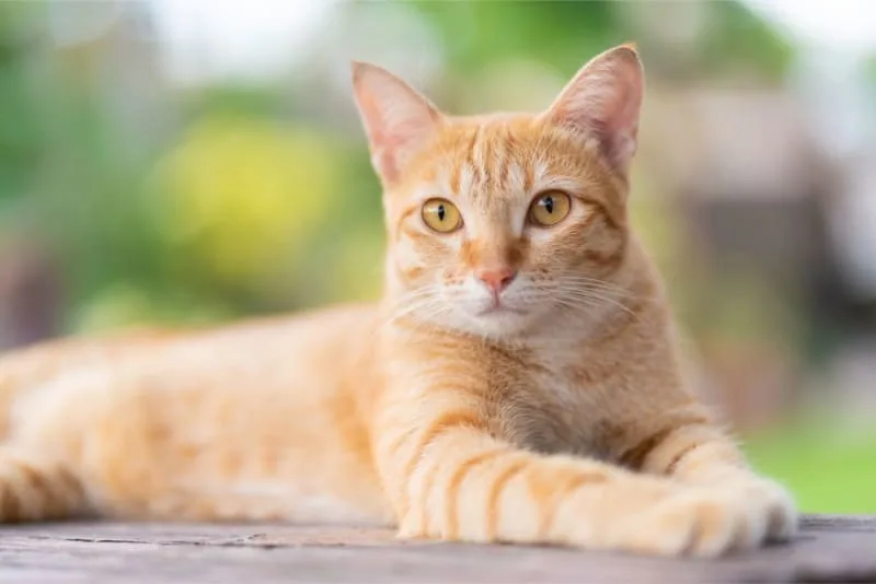 Male Cat Behaviour After Neutering