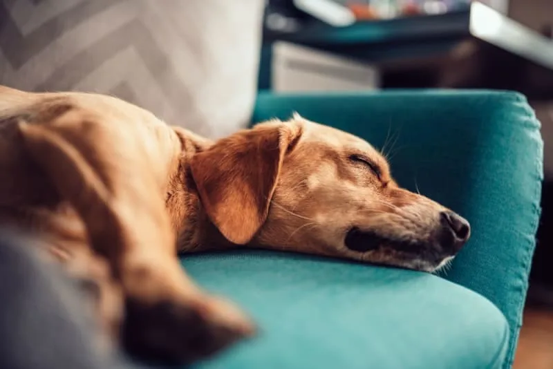 Parainfluenza in Dogs