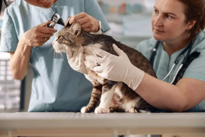 Ear Hematoma Surgery in Cats