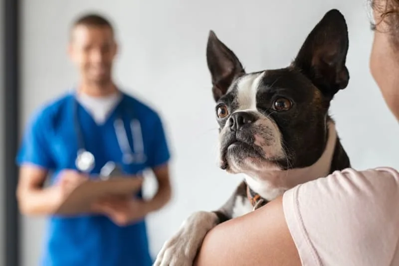 Where Can I Get Vaccines for My Dog?