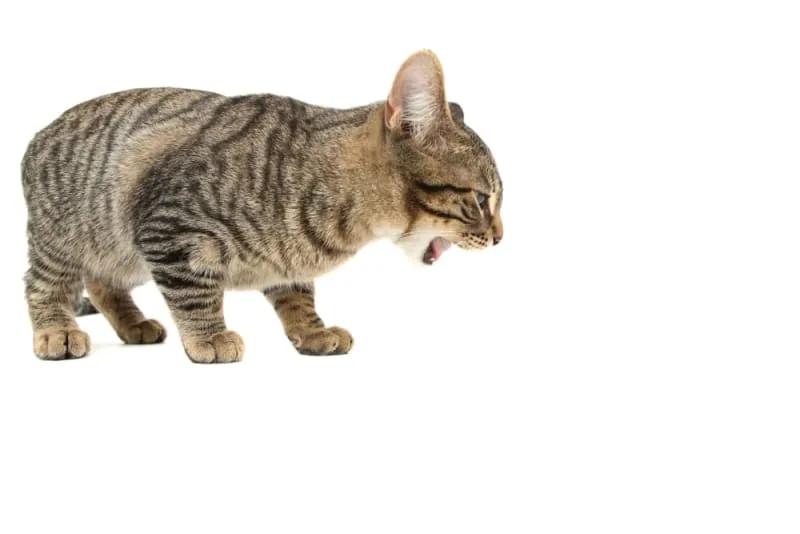 My Cat Won't Stop Vomiting: What to Do & When to Worry
