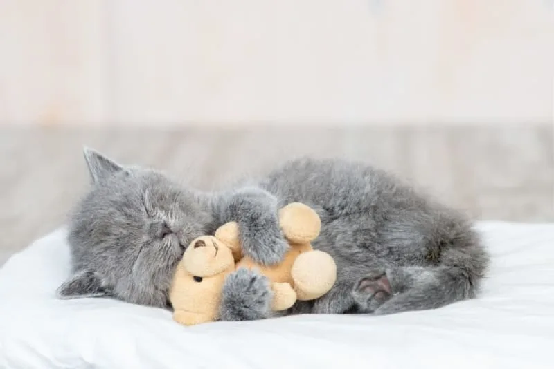 How Long Are Cats Pregnant?