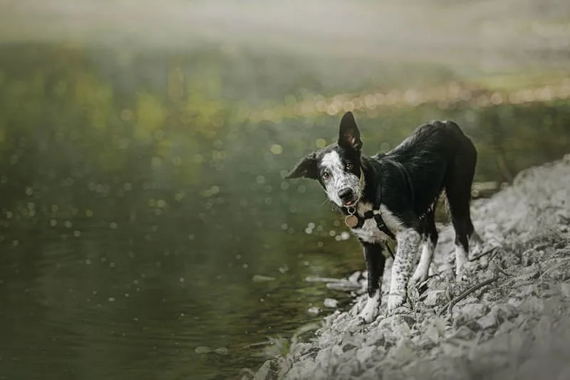 What is whipworm in dogs?