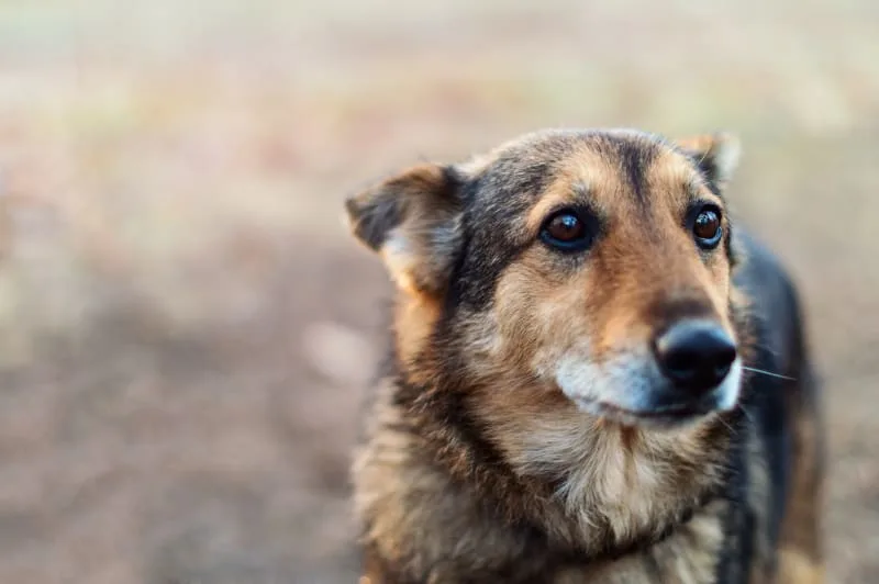 Cushing's Disease in Dogs