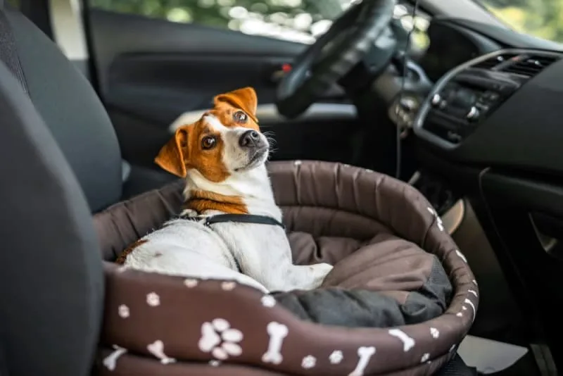 Road Trip With Your Dog: Everything You Should Know