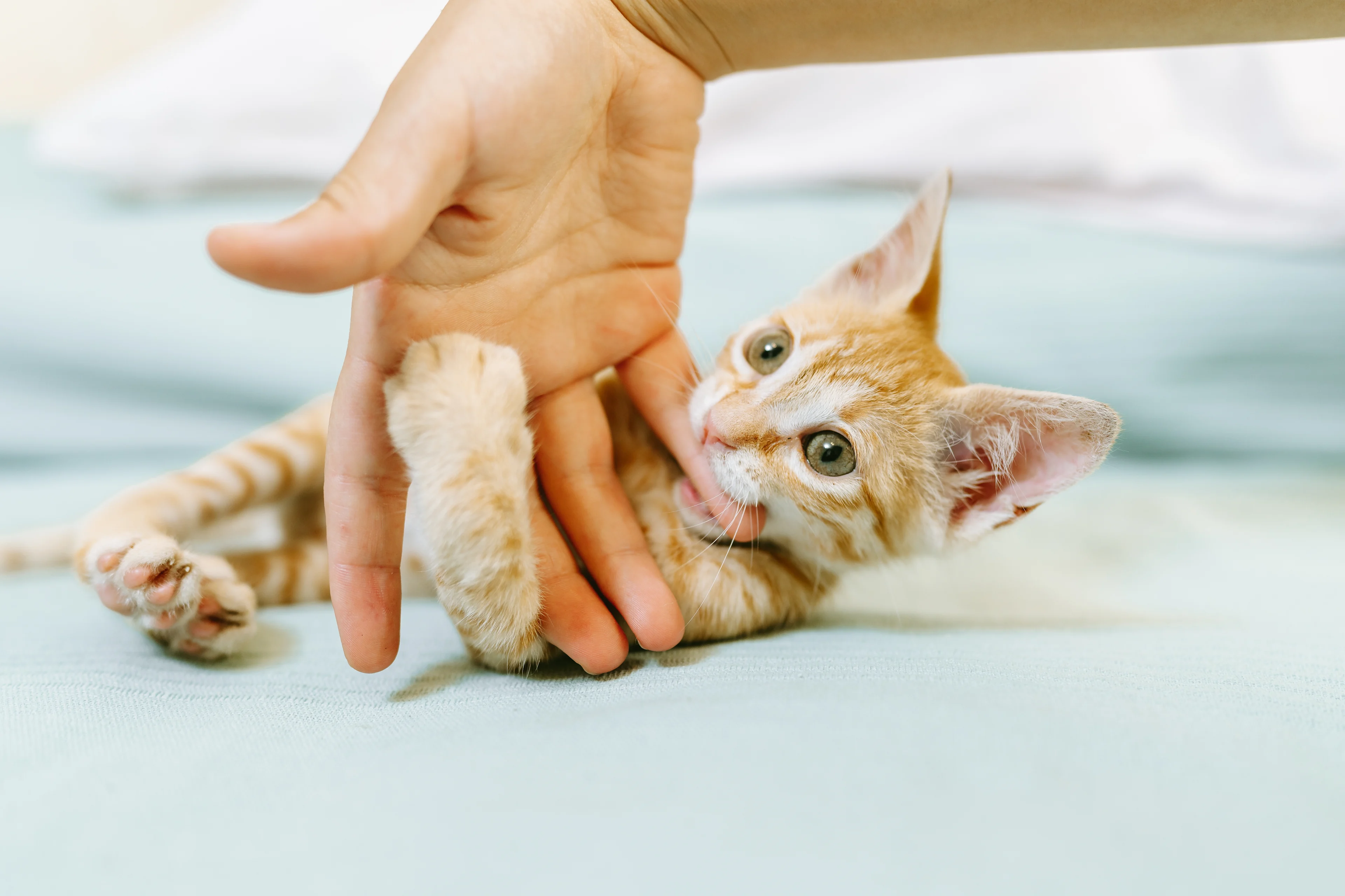 Orange tabby kitten playing with its owners hands and biting his fingers