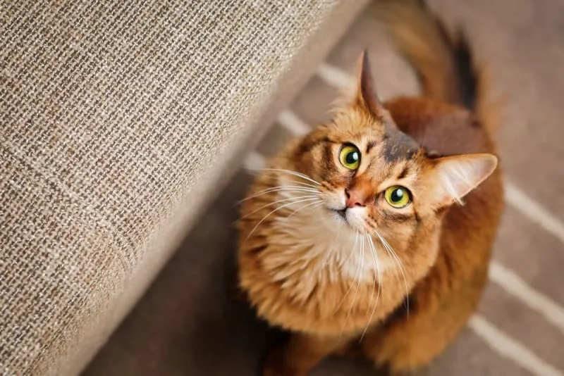 Ear Infection in Cats
