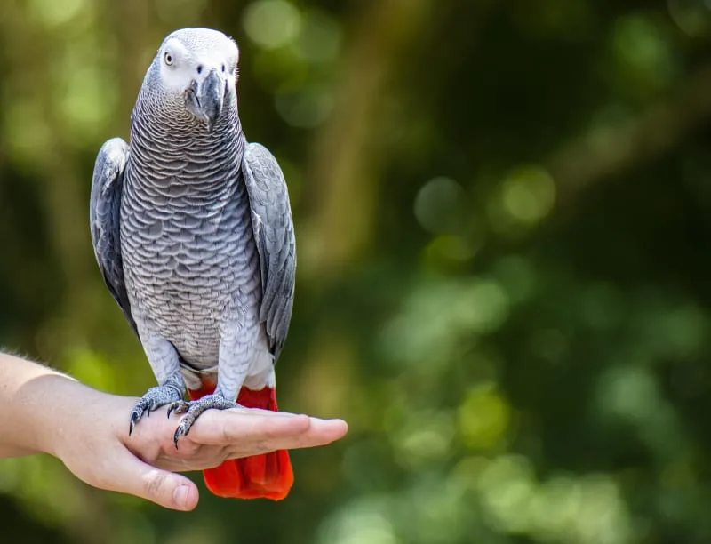 Is an African Grey parrot a good pet?