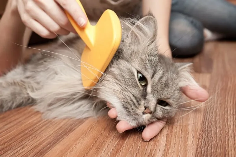 Tips For Grooming Long-Haired Cats