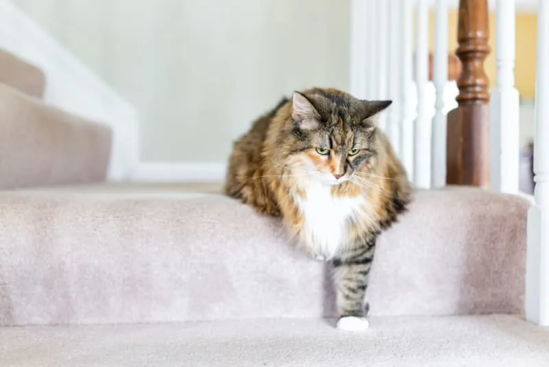 Using Diet to Treat Arthritis in Cats
