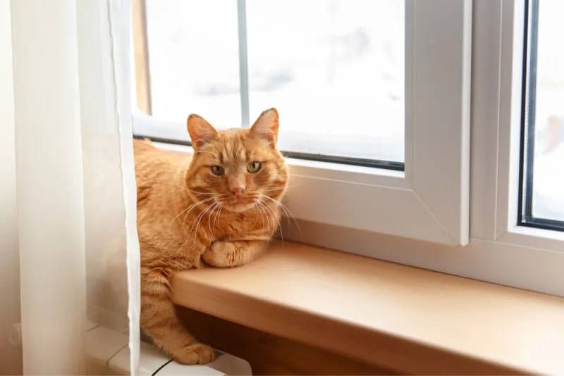 Rabies in Cats