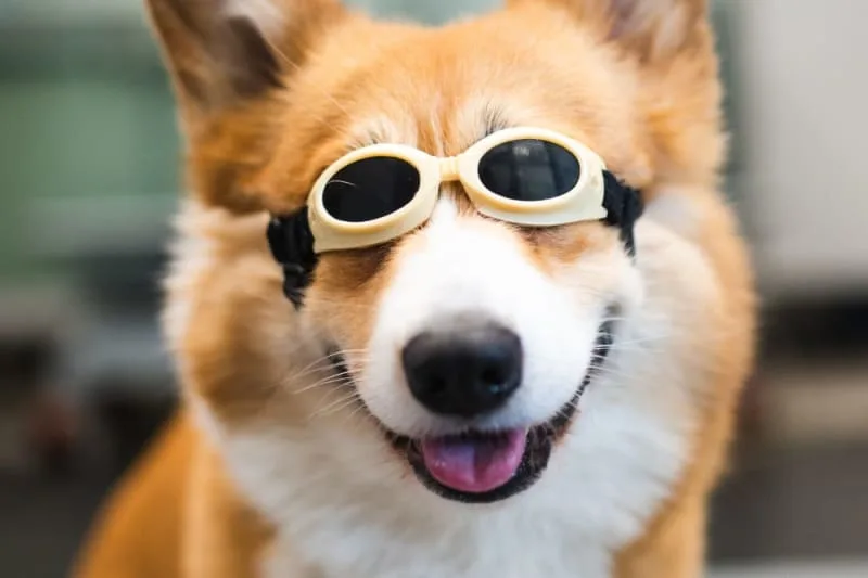 Cold Laser Therapy for Pets