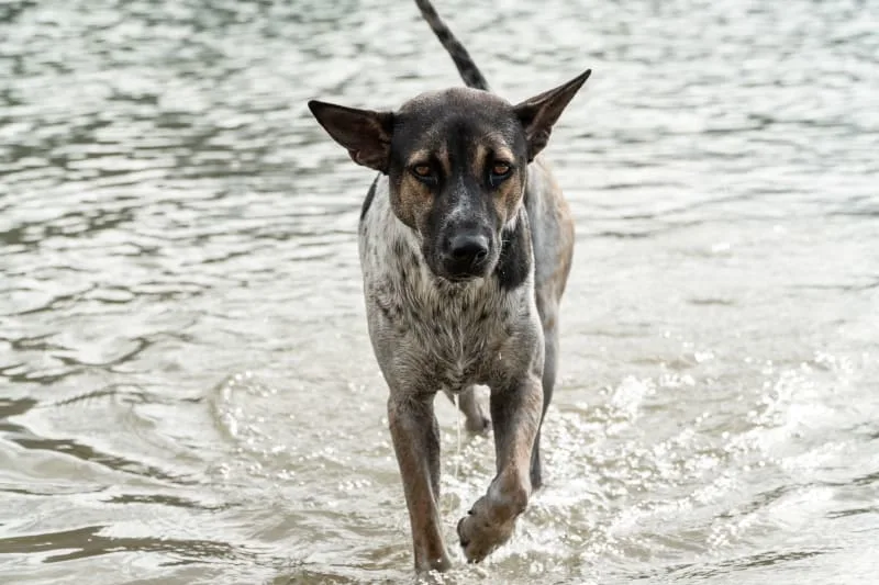 What is Leptospirosis in Dogs?