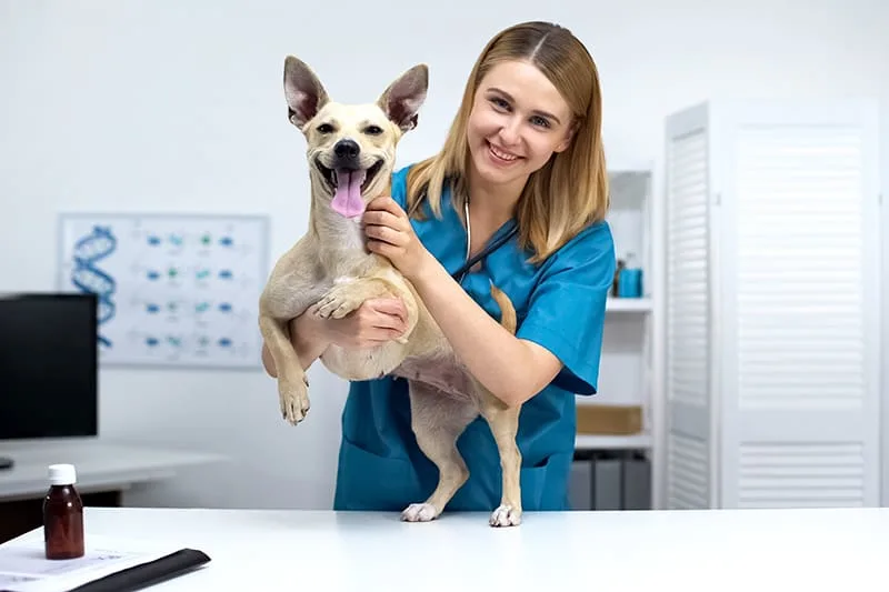 What does a vet do during a routine checkup?