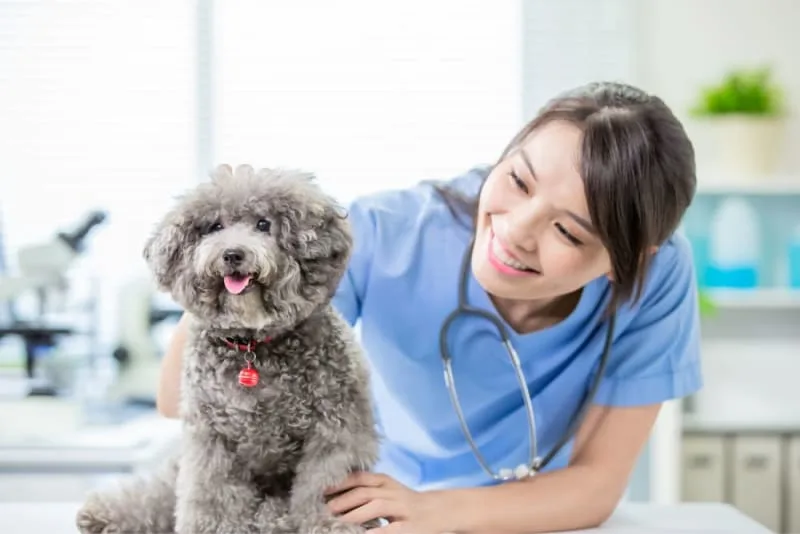 Endoscopy for Diagnosing & Treating Digestive Issues in Pets