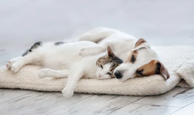 How to Create and Maintain a Healthy Environment & Lifestyle for your Pet
