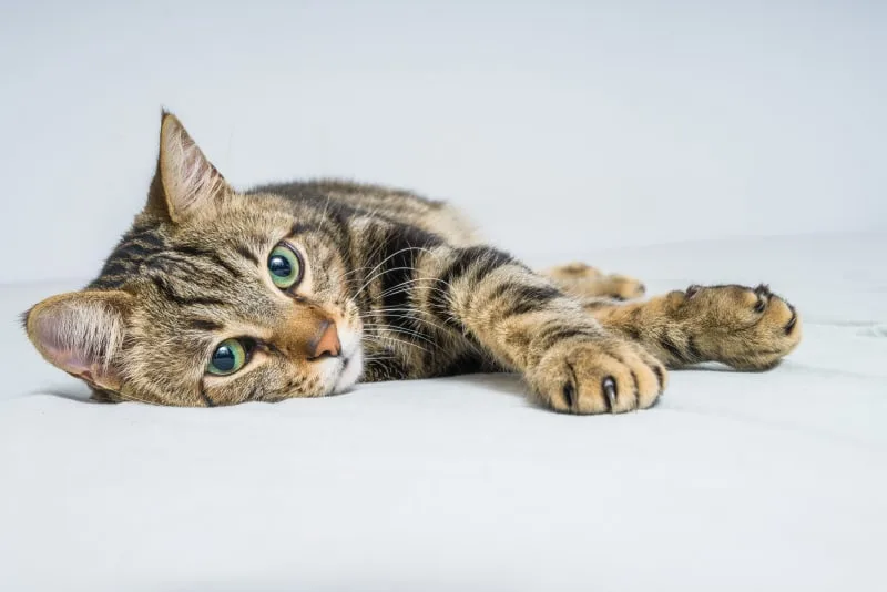 Cat Parvovirus Symptoms