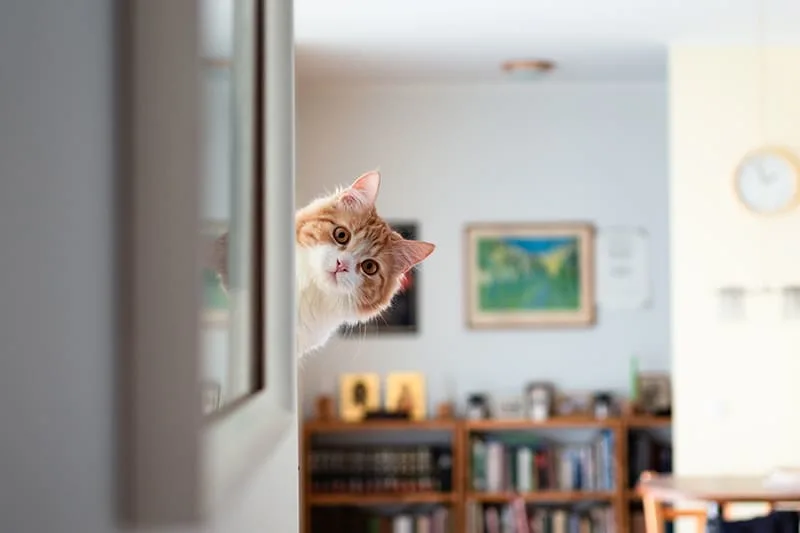 Cat Vaccines for Indoor Cats