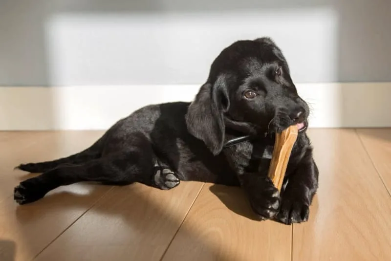 Dog Chewing Problems: Why They Chew & How To Stop Them