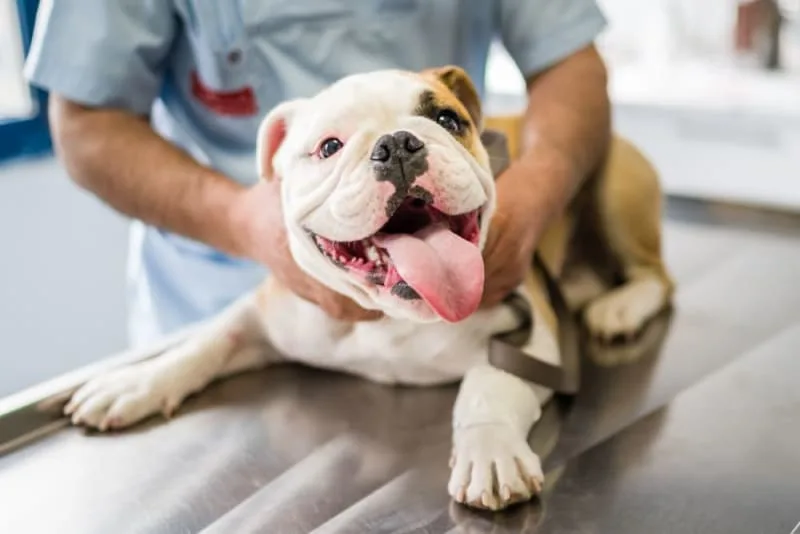 How Often Do You Take a Dog to the Vet?