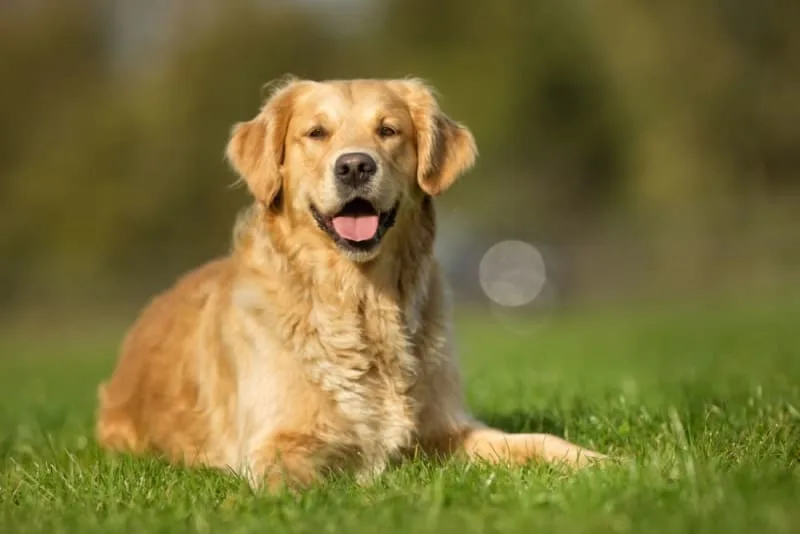 Routine Vet Exams: Why Are Dog and Cat Checkups Important?