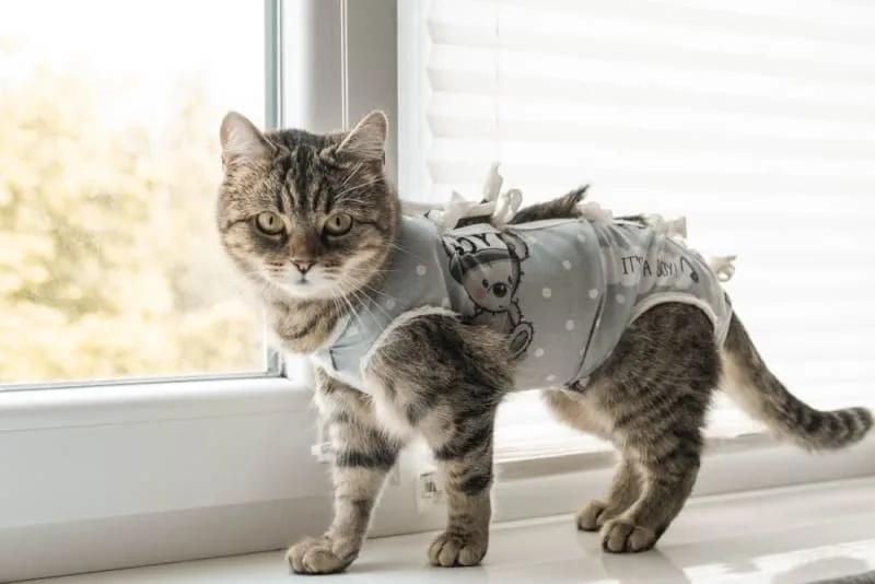 How Long Does Spaying Take?