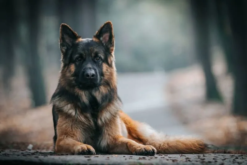 Why is My Dog Constipated & What to Do