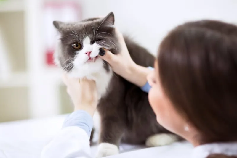 Fractured Teeth in Cats