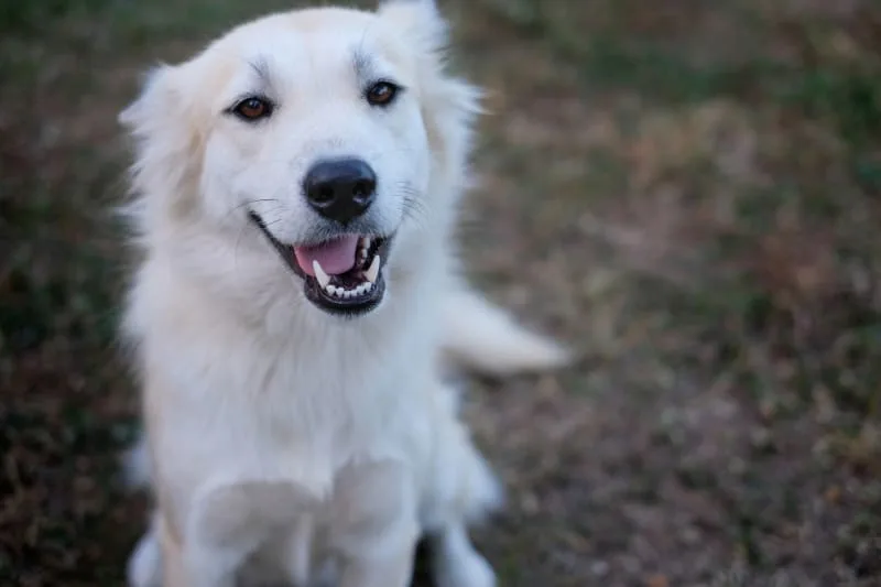 What Dental Problems Are Common in Dogs?