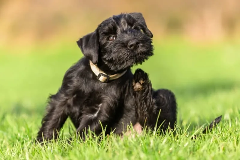 Importance of Parasite Control in Dogs