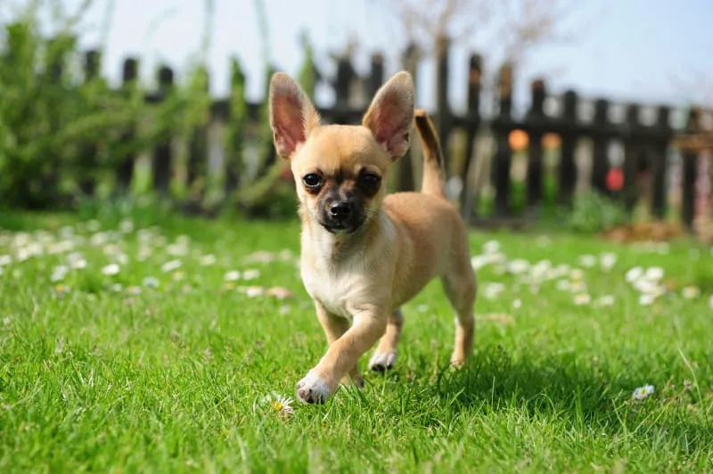 15 Cute Dog Breeds That Stay Small Forever