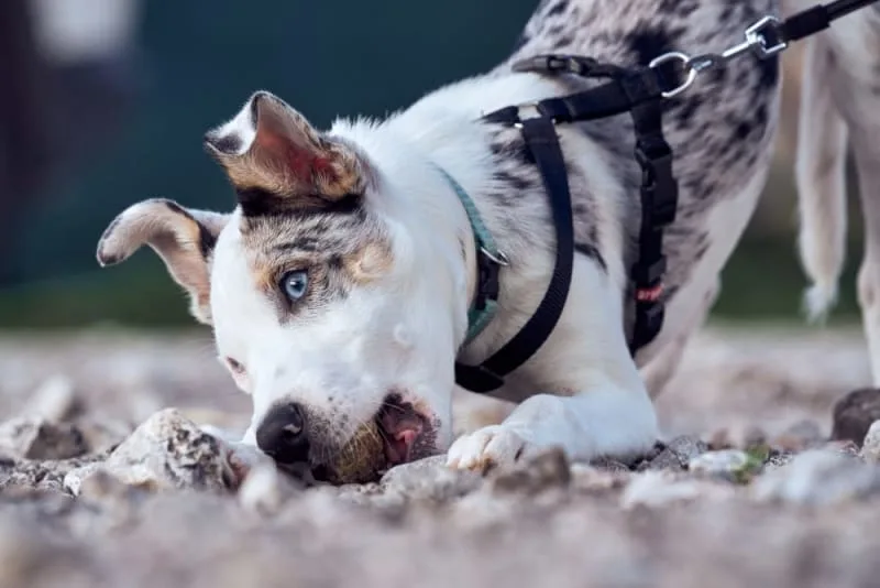 Dog Parvovirus