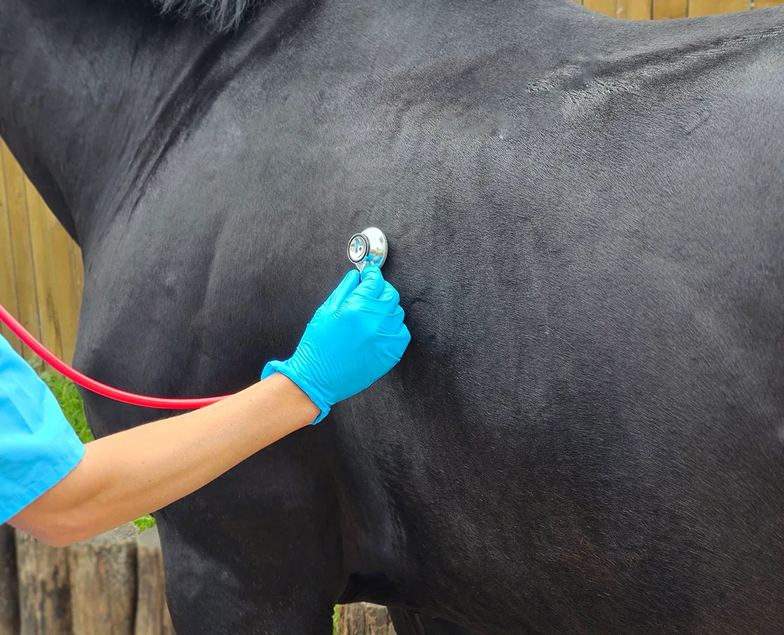 black horse body with stethoscope to abdomen