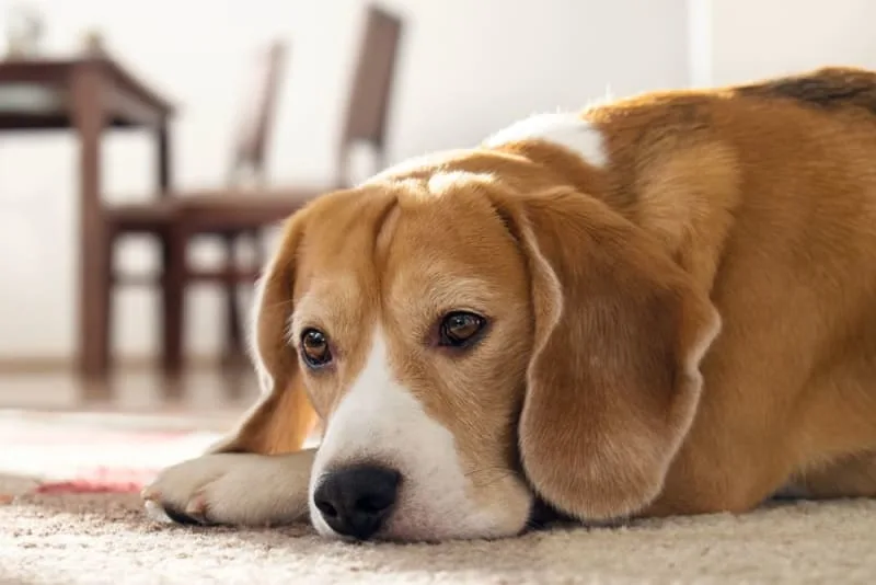 Potential Vaccine Reactions in Dogs