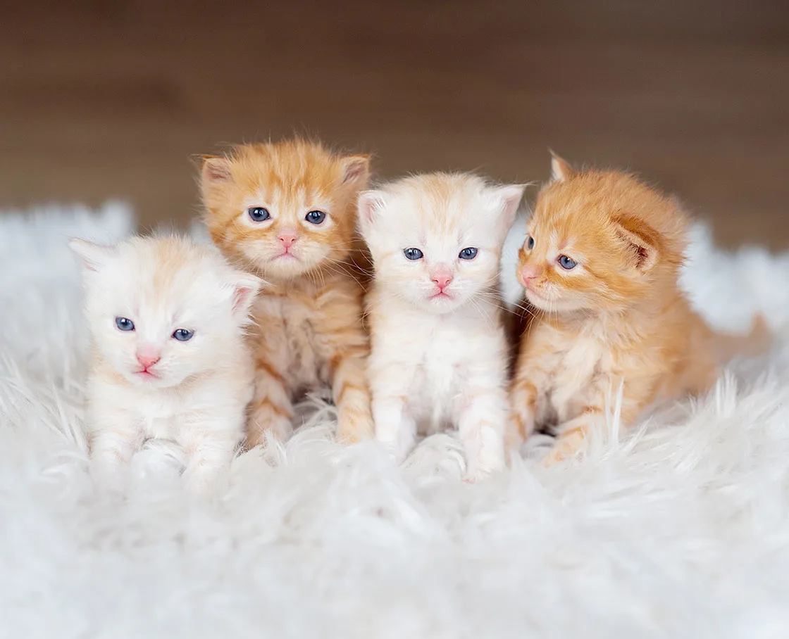4 kittens on a rug