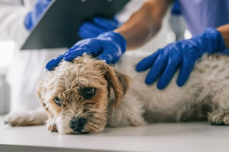 Dog Parvovirus - Everything You Should Know