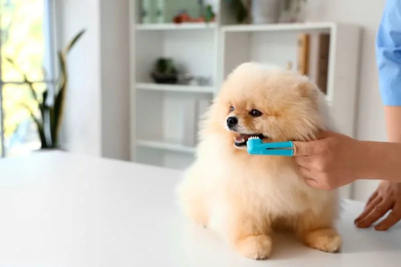 Signs Your Dog Needs Dental Cleaning