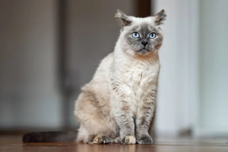 Aging Cats: When Is a Cat Considered a Senior?