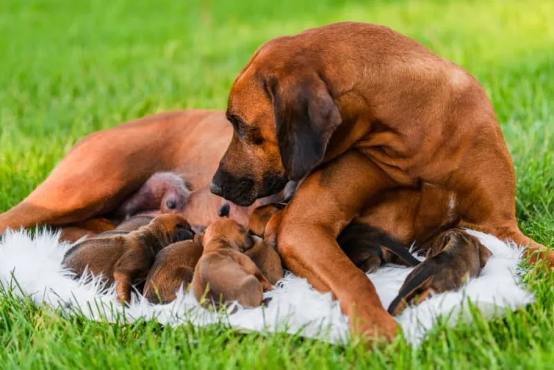 C-Sections for Dogs
