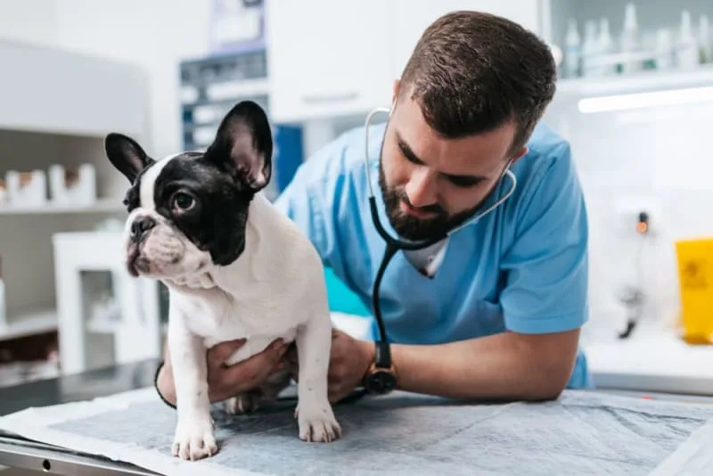 What Is Whipworm in Dogs? Causes, Treatment & Prevention