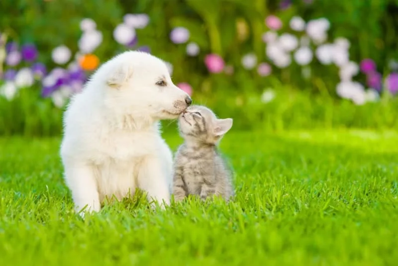 Puppy & Kitten: Are They a Good Match?