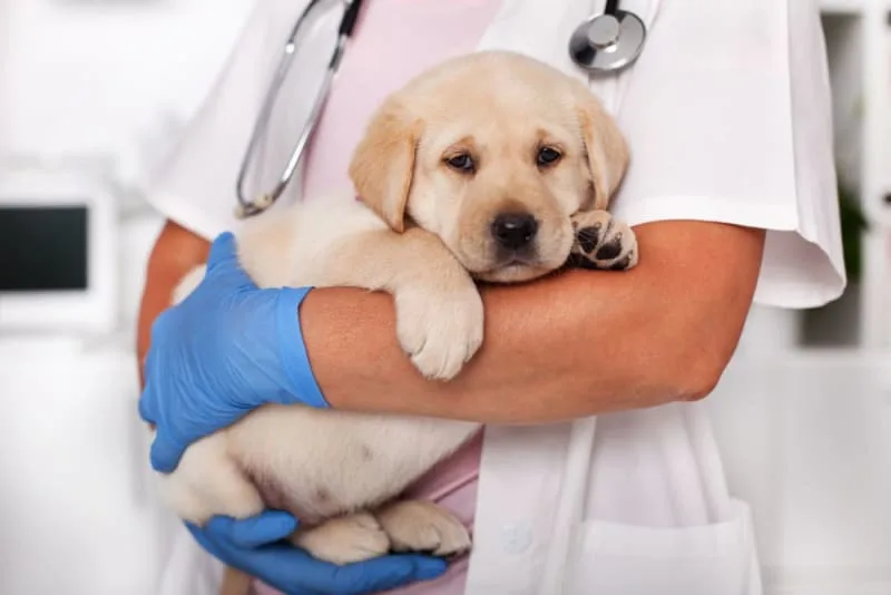 Canine Parvovirus Vaccination